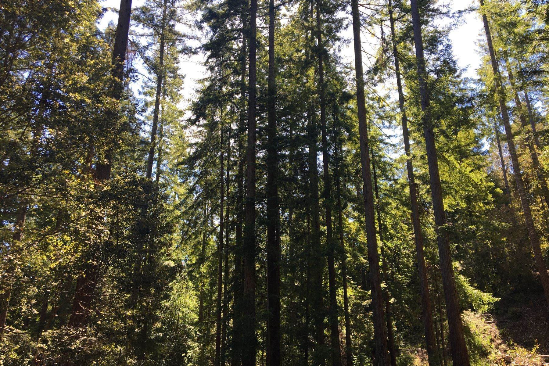 6. Land for Sale at Noyo Timber Ranch 13101 Irmulco Road Willits, California 95490 United States